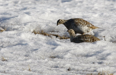 Sharp-tailed Grouse