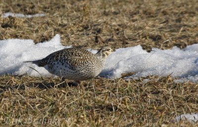 Sharp-tailed Grouse