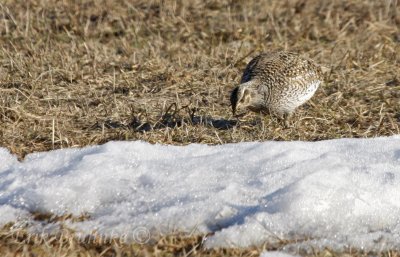 Sharp-tailed Grouse