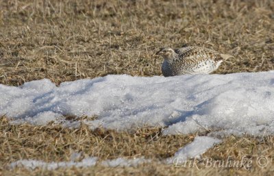 Sharp-tailed Grouse