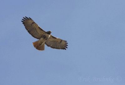 Adult (eastern) Red-tailed Hawk