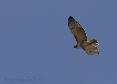 Adult (eastern) Red-tailed Hawk
