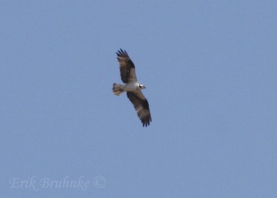 Osprey - first of the year!