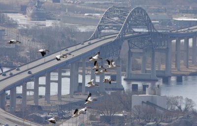 American White Pelicans - flying over the Blotnik Bridge - Duluth, MN