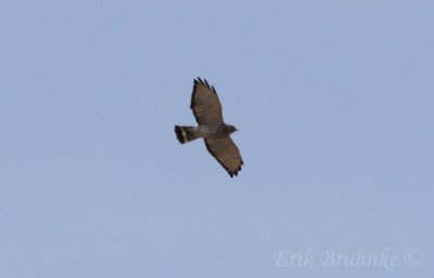 Broad-winged Hawk! The first one of the season!