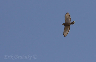 Broad-winged Hawk banking around sharply, to ride the thermals