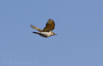 Northern Flicker flying by