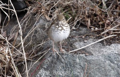 Hermit Thrush - looking pudgy, cute and mean (all at once) from the front :)