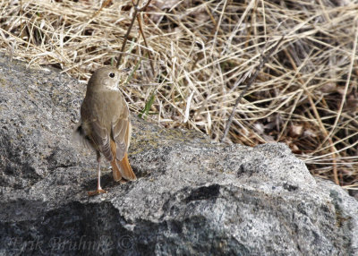 Hermit Thrush showing off that gorgeous red tail