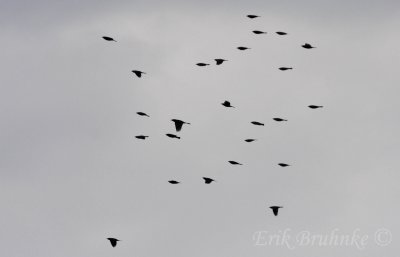 Common Grackle (center, open-winged bird), among other Rusty or Brewers Blackbirds