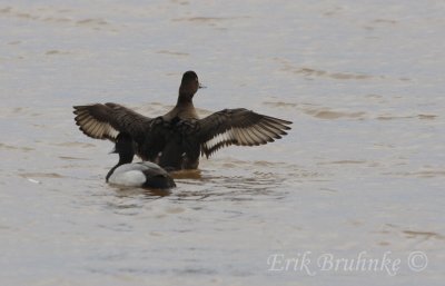 Lesser Scaup