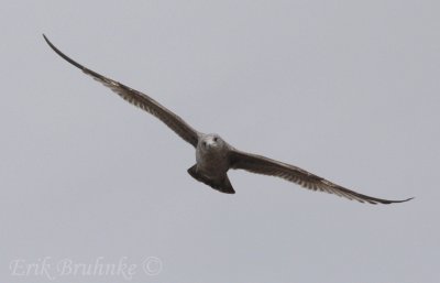 Ring-billed Gull