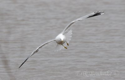 Ring-billed Gull on a mission!