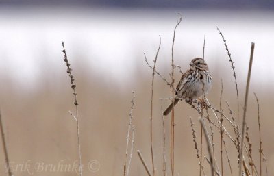 Song Sparrow