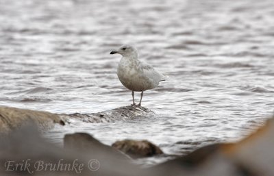 Kumliens Gull (1st-cycle)