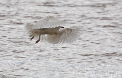 Kumliens Gull (1st-cycle)