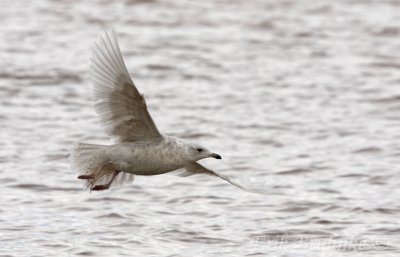 Kumliens Gull (1st-cycle)