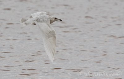 Kumliens Gull (1st-cycle)