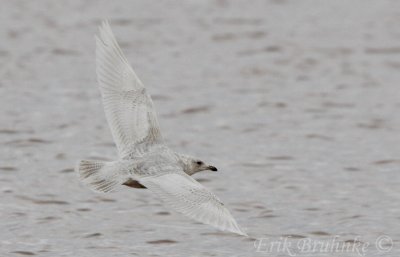 Kumliens Gull (1st-cycle)