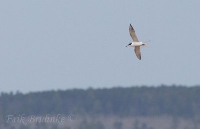 Forster's Tern