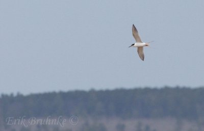 Forsters Tern