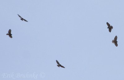 Broad-winged Hawks kettling over my apartment!