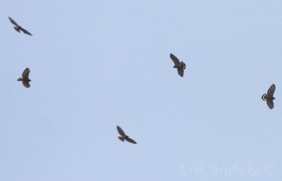 Broad-winged Hawks kettling over my apartment!