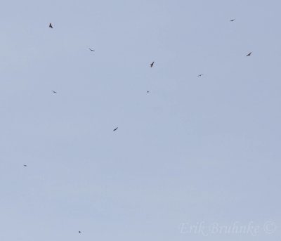 The smaller group of Broad-winged Hawks eventually built up to this!