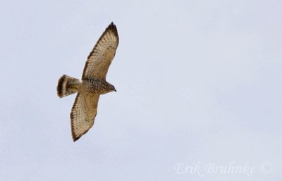 Adult Broad-winged Hawk