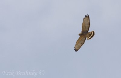 Adult Broad-winged Hawk