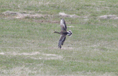 Greater White-fronted Goose