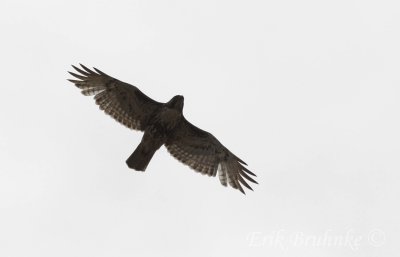 Juvenile Red-tailed Hawk