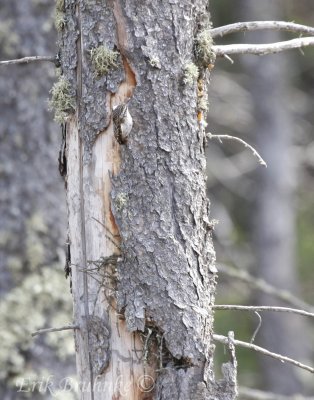 Brown Creeper, tending to its nest!