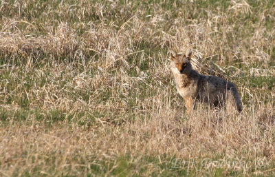 Coyote