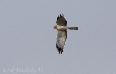 Northern Harrier - Gray Ghost (adult male)