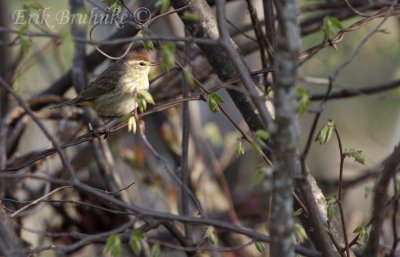 Palm Warbler