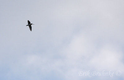 Wilson's Snipe - Winnowing High in the Sky!