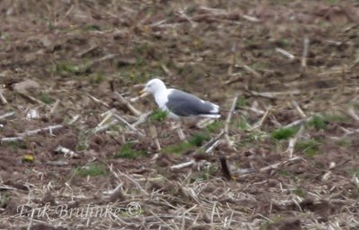 Lesser Black-backed Gull