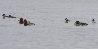 White-winged Scoter, Bufflehead and Redhead!