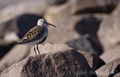 Dunlin
