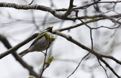 Golden-winged Warbler