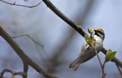 Golden-winged Warbler