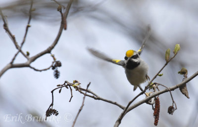 Golden-winged Warbler