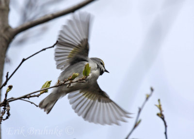 Golden-winged Warbler