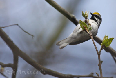 Golden-winged Warbler