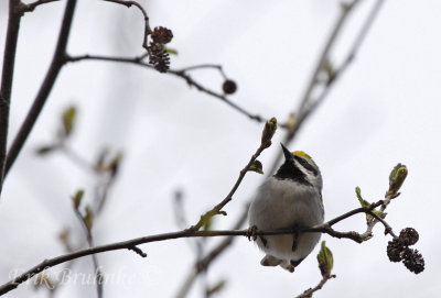 Golden-winged Warbler