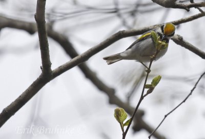 Golden-winged Warbler