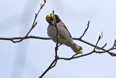 Golden-winged Warbler - working hard to get to the insects!