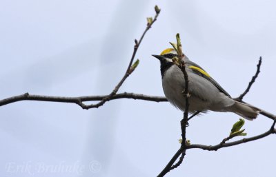 Golden-winged Warbler
