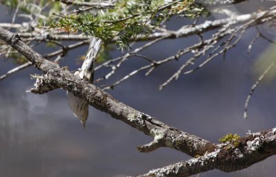 Black-and-white Warbler